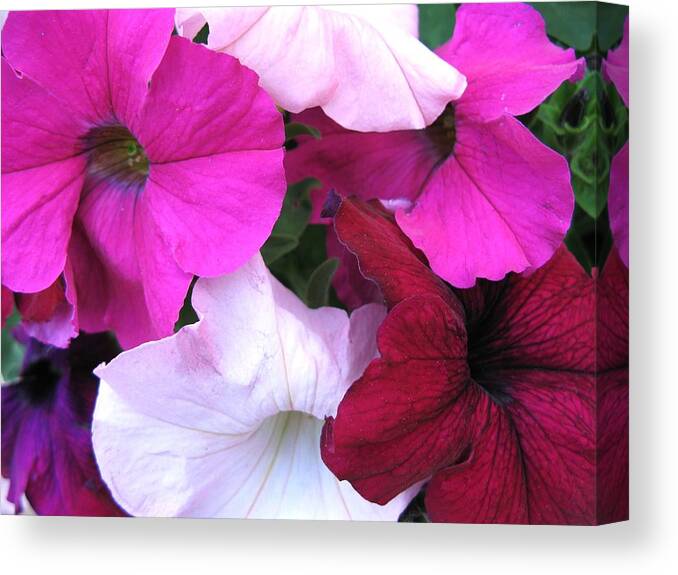 Petunias Canvas Print featuring the photograph Mixed Petunias by Carol Sweetwood