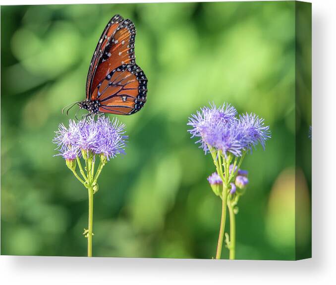 Monarch Canvas Print featuring the photograph Monarch Butterfly 7476-101017-2cr by Tam Ryan