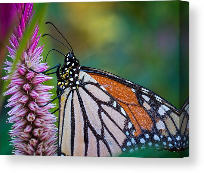 Butterfly Canvas Print featuring the photograph Monarch Butterfly by Brad Boland