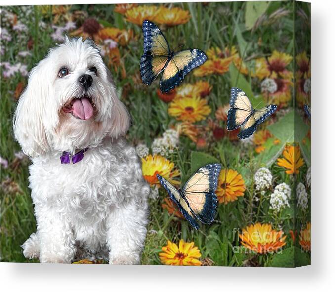 Butterfly Canvas Print featuring the photograph Monarchs Kiss the Sun by Starlite Studio
