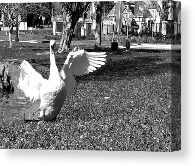 Swan Canvas Print featuring the photograph Monochrome Flapping Swan by Christopher Mercer