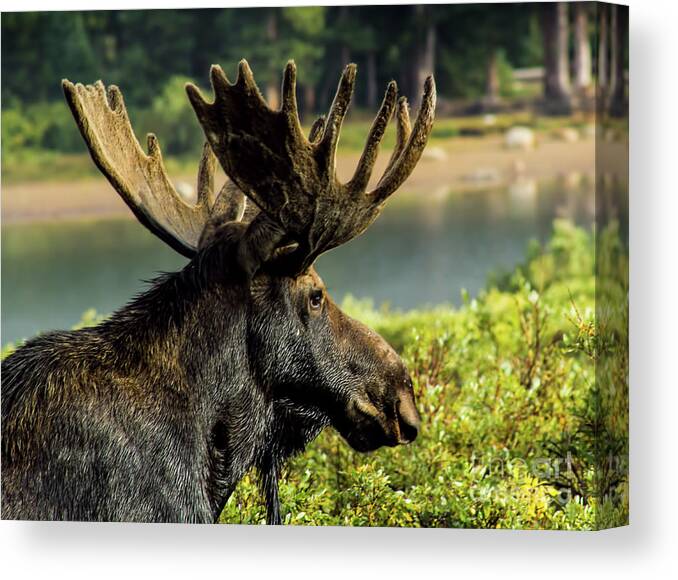Moose Canvas Print featuring the photograph Moose Adventure by Steven Parker