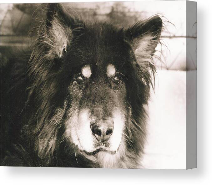 Dogs Canvas Print featuring the photograph Moose Close-Up by Sandra Dalton