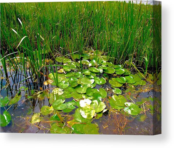 Lilly Canvas Print featuring the photograph More Royal Canal Lilly Pads by Kenlynn Schroeder