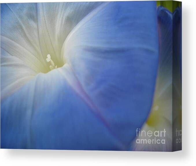 Flower Canvas Print featuring the photograph Morning Glory by Chad Natti