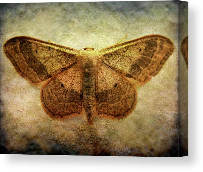 Moth Canvas Print featuring the photograph Moth by Roberto Alamino