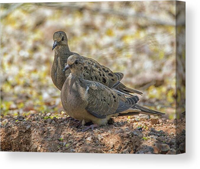 Mourning Canvas Print featuring the photograph Mourning Doves 6963-042318-1cr by Tam Ryan