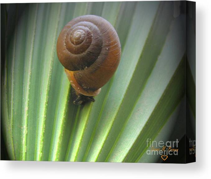 Snail Canvas Print featuring the photograph Moving Slow by Donna Brown