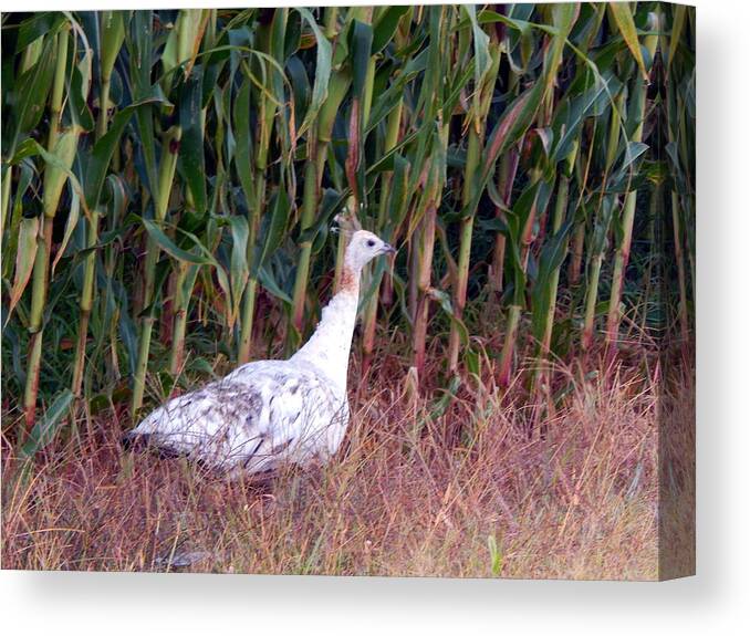 Summertime Canvas Print featuring the photograph Ms Giddygaddy Takes a Stroll by Wild Thing