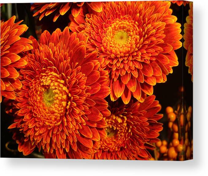 Flower Canvas Print featuring the photograph Mums in flames by Rosita Larsson