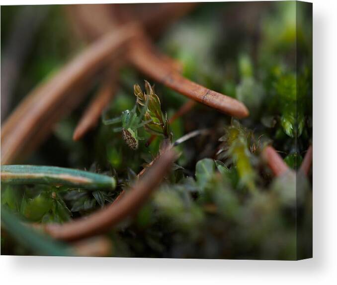Spider Canvas Print featuring the photograph My Own Little World by Jessica Myscofski