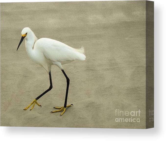 Snowy Egret Canvas Print featuring the photograph My Yellow Shoes by Jan Gelders