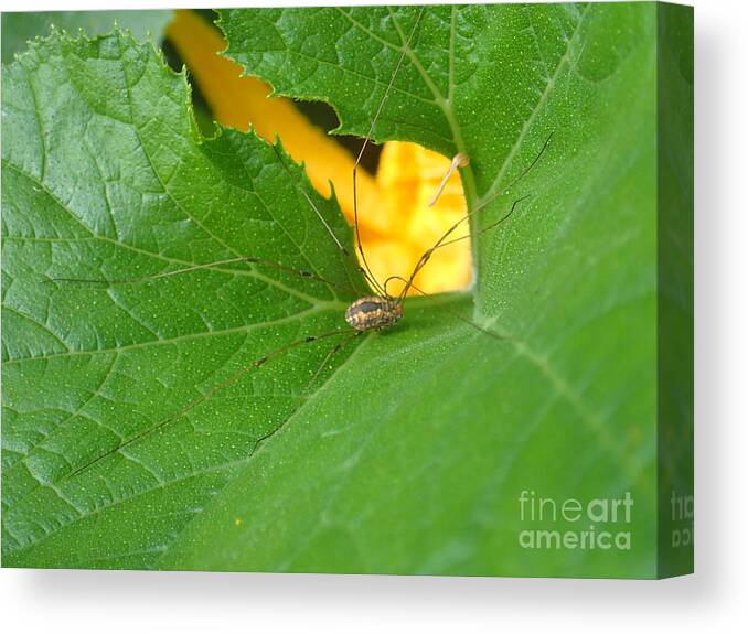 Nature Canvas Print featuring the photograph Narrow Leaf Gorge by Christina Verdgeline