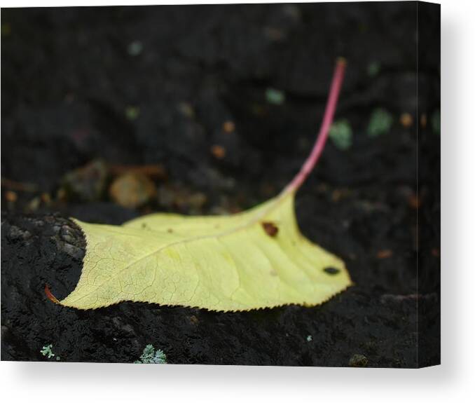Tree Canvas Print featuring the photograph Natural Wonder by Juergen Roth