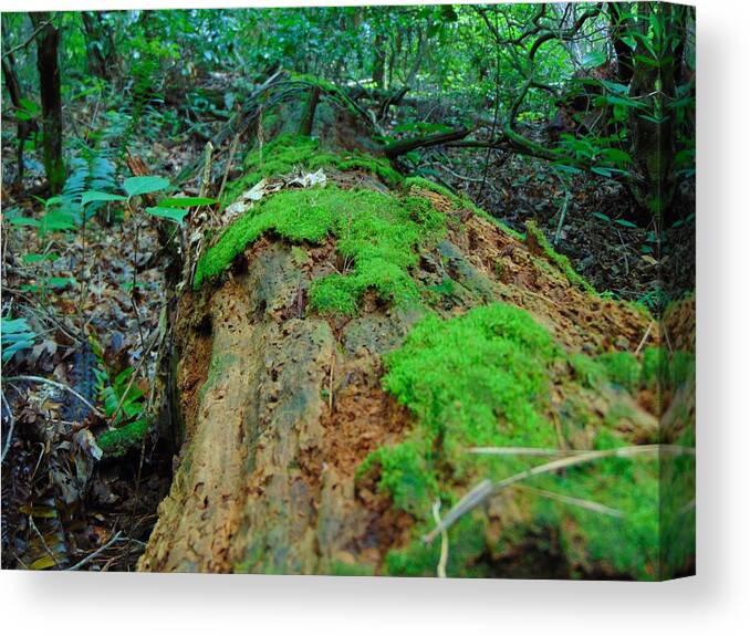Decay Canvas Print featuring the photograph Nature's Art by Richie Parks