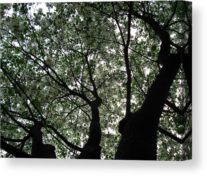 Flowers Canvas Print featuring the photograph Nature's Cathedral 2 by Nelson F Martinez