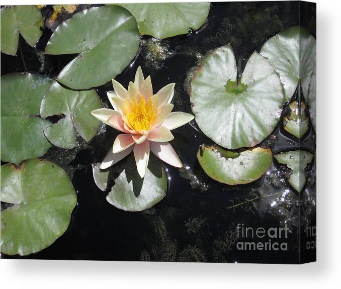Nymphaea Canvas Print featuring the photograph Nirvana by Brandy Woods