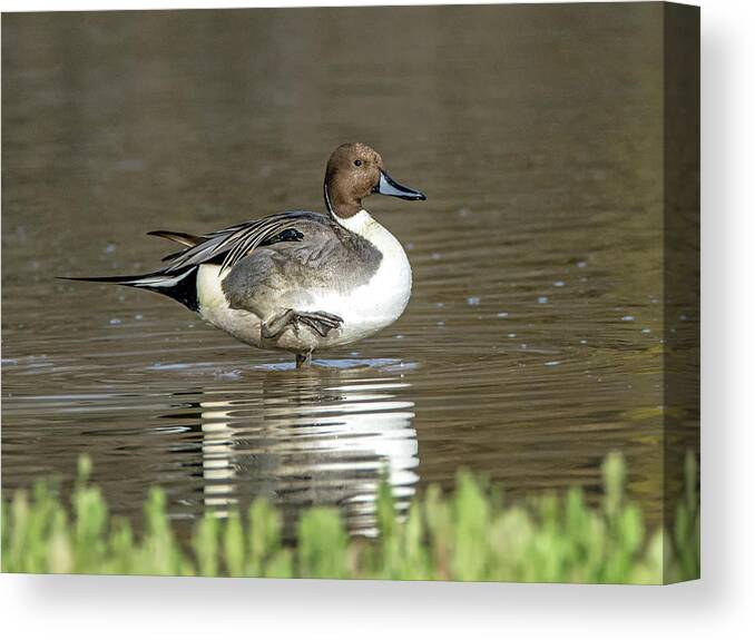 Pintail Canvas Print featuring the photograph Northern Pintail Duck by Tam Ryan