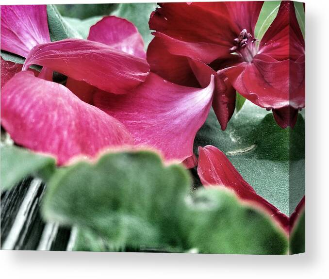 Geranium Canvas Print featuring the photograph Not a 4 Leaf Clover by Robert Knight