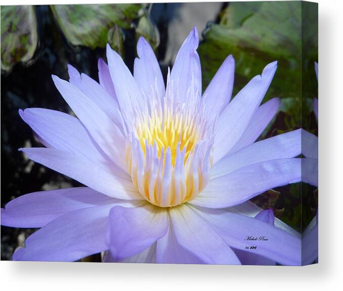  Flower Photograph Canvas Print featuring the photograph Buttercup Bliss by Michele Penn
