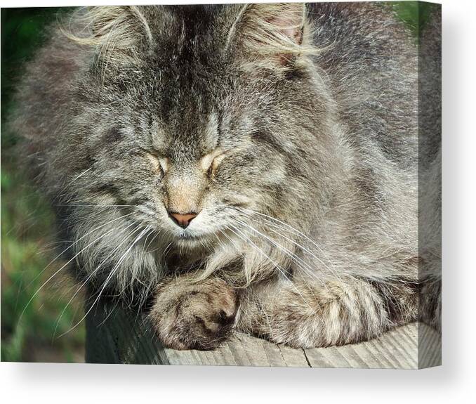 Cat Canvas Print featuring the photograph Cat closing his eyes by Cathy Harper