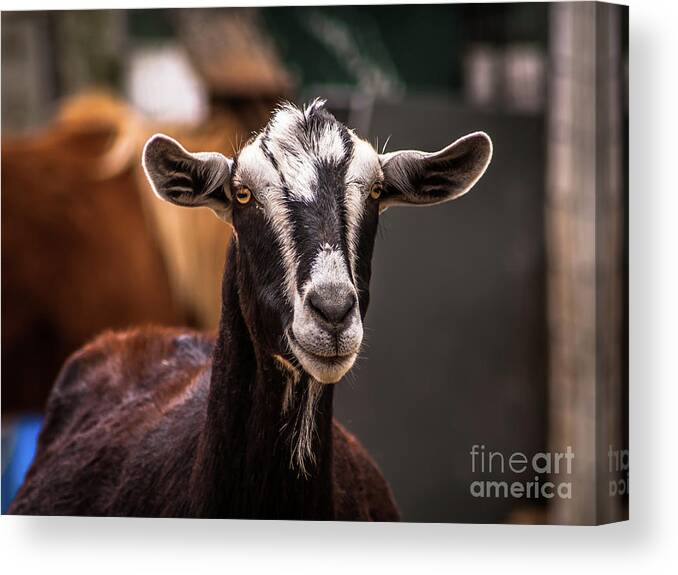 Goat Canvas Print featuring the photograph Nubian Goat In Barnyard by Blake Webster