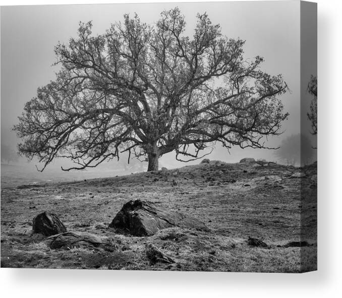 Santa Ysabel Canvas Print featuring the photograph Oak in Fog by Joseph Smith