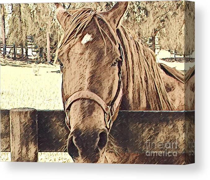 Horse Canvas Print featuring the photograph Old Brown Horse by Carol Riddle