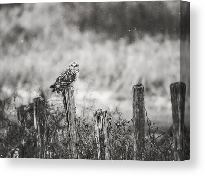 Black And White Canvas Print featuring the photograph On The Fence BW by Carrie Ann Grippo-Pike