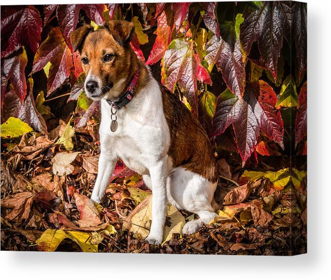 Dog Canvas Print featuring the photograph On the Leaves by Nick Bywater