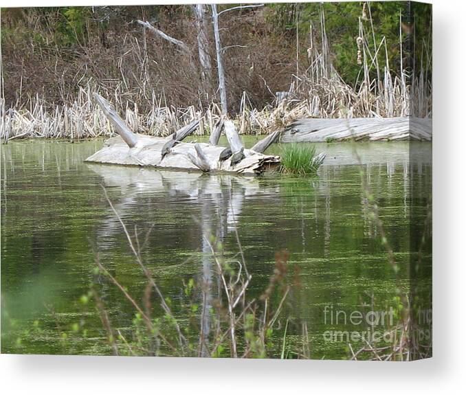 Turtle Canvas Print featuring the photograph On the Pond by Juli House