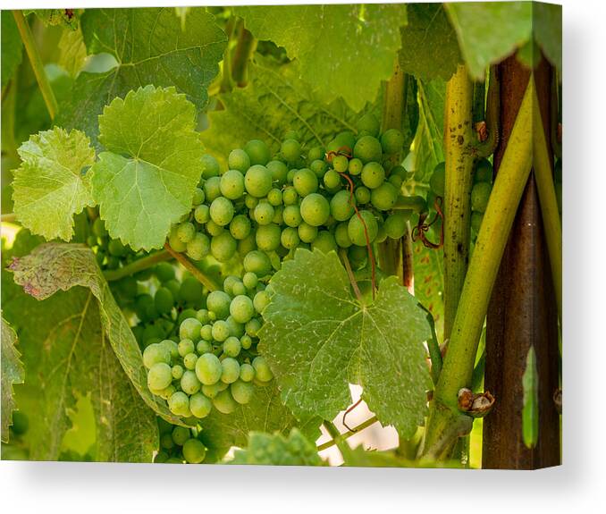 Grapes Canvas Print featuring the photograph On the Vine by Derek Dean