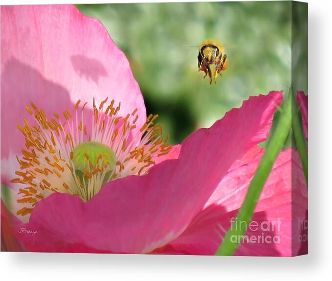 Bee Canvas Print featuring the photograph One With the Bee by Jennie Breeze