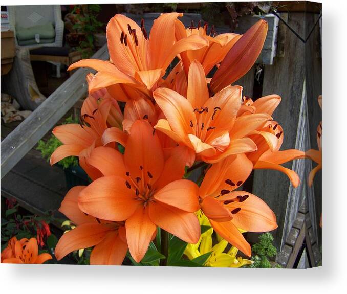 Digital Photography Artwork Canvas Print featuring the photograph Orange Asiatic Lilly by Laurie Kidd