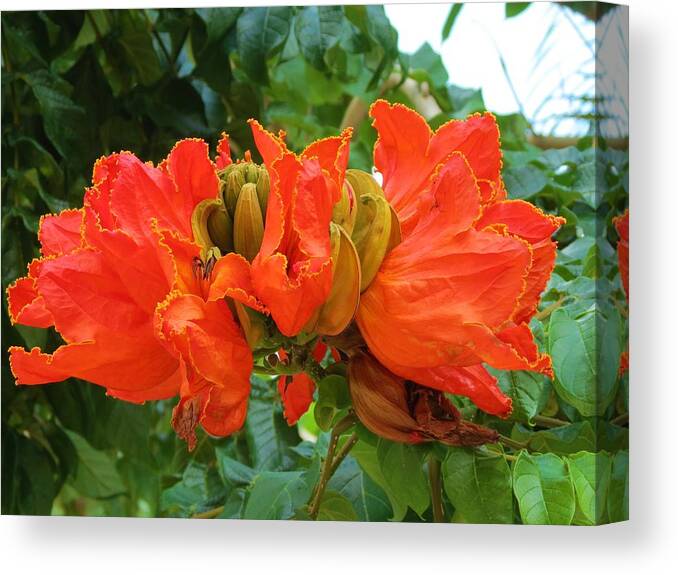 Mexico Canvas Print featuring the photograph Orange Flowers by Vijay Sharon Govender