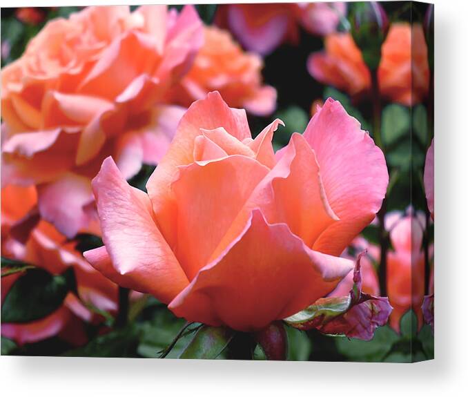 Rose Canvas Print featuring the photograph Orange-Pink Roses by Rona Black