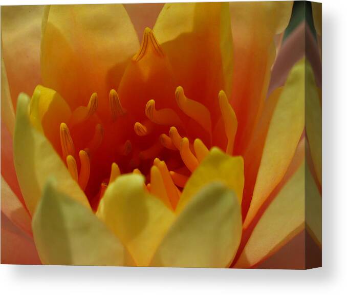 Lily Canvas Print featuring the photograph Orange Water Lily by Juergen Roth