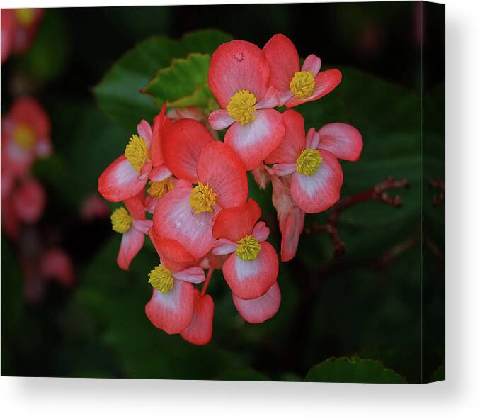 Begonia Flower Canvas Print featuring the photograph Begonias by Ronda Ryan