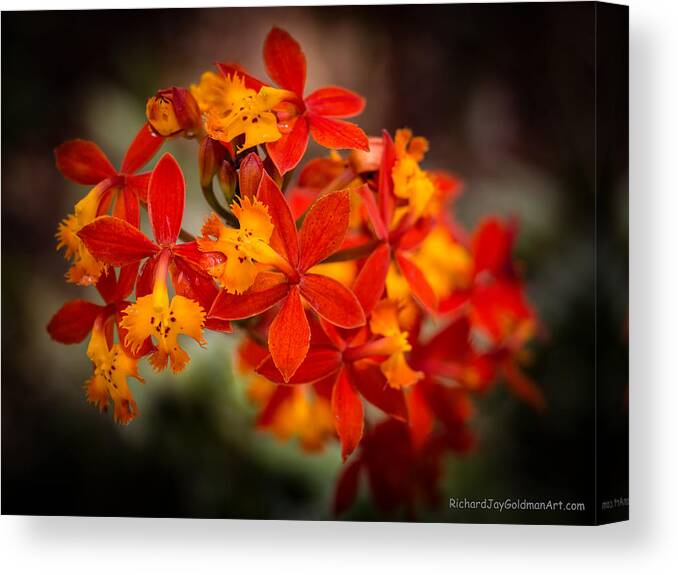 Orchid Canvas Print featuring the photograph Orchid Display by Richard Goldman