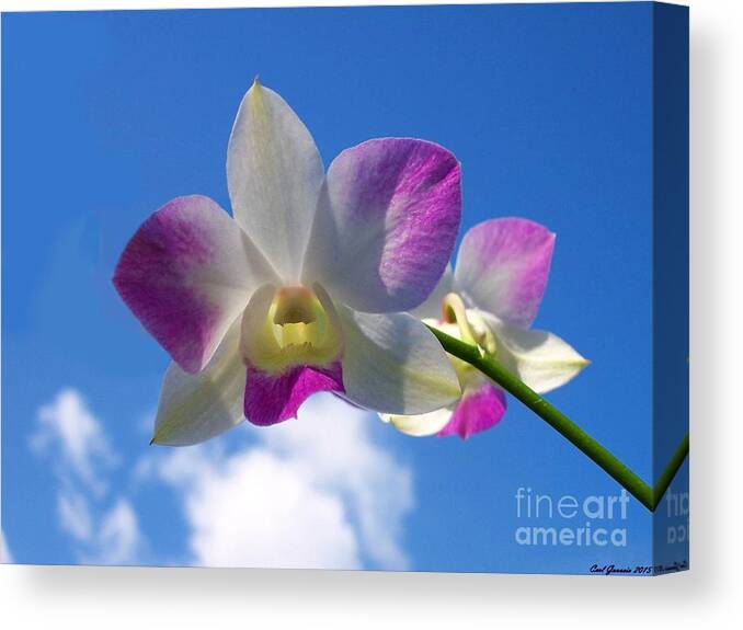 Orchid Canvas Print featuring the photograph Orchid Flower Sky Blue / Purple by Carl Gouveia