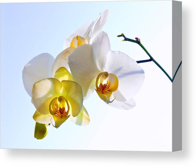Russian Artists New Wave Canvas Print featuring the photograph Orchid with Sky Background by Victor Kovchin