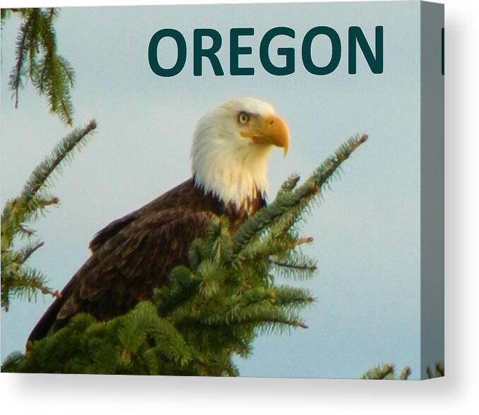 Eagle Canvas Print featuring the photograph OREGON Eagle by Gallery Of Hope 