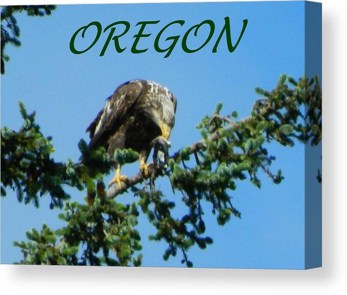 Eagles Canvas Print featuring the photograph Oregon Eagle with Bird by Gallery Of Hope 
