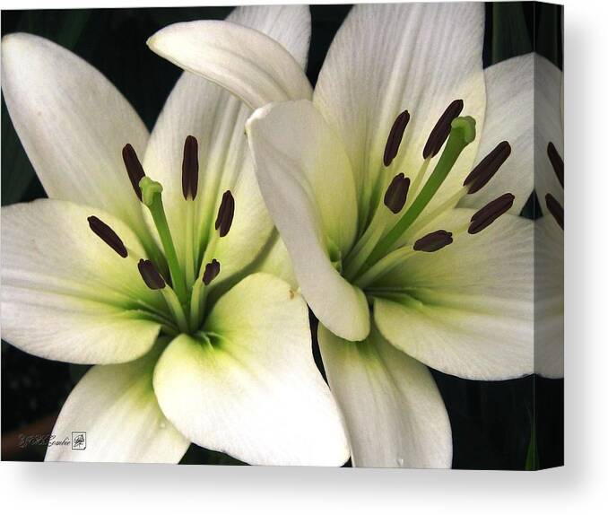 Oriental Lily Canvas Print featuring the photograph Oriental Lily named Endless Love by J McCombie