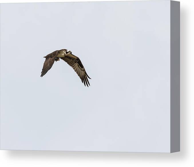 Osprey Canvas Print featuring the photograph Osprey 2017-2 by Thomas Young