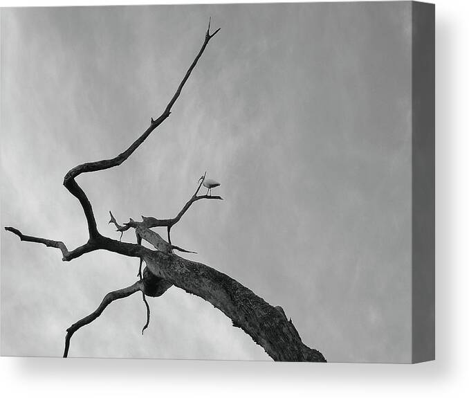 Birds Canvas Print featuring the photograph Egret out on a limb by Robert Meanor