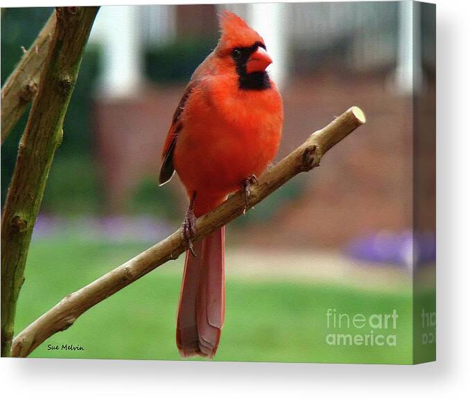 Bird Canvas Print featuring the photograph Out on a Limb by Sue Melvin