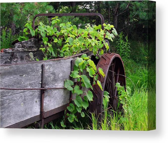 Farm Equipment Canvas Print featuring the photograph Overgrown Farm Implement by David T Wilkinson