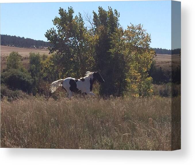 Paint Canvas Print featuring the photograph Painted Freedom by Jill Graham