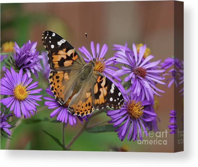 Painted Lady Canvas Print featuring the photograph Painted Lady Butterfly and Aster Flowers 4x3 by Robert E Alter Reflections of Infinity